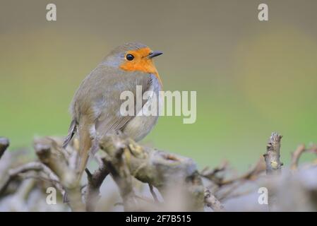 European Robin (Erithacus rubecula aux abords) Banque D'Images