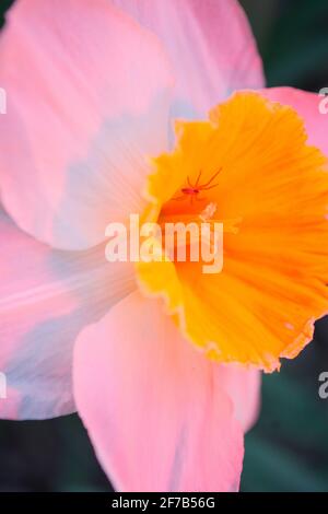 Le Daffodil se rapproche avec des gouttes d'eau sur le dessus Banque D'Images