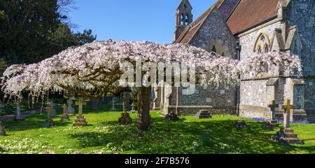 la fleur rose et blanche remplit les branches aplaties d'un arbre sculpté dans un village situé sur le terrain d'une église Banque D'Images