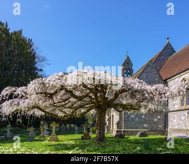 la fleur rose et blanche remplit les branches aplaties d'un arbre sculpté dans un village situé sur le terrain d'une église Banque D'Images