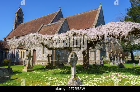 la fleur rose et blanche remplit les branches aplaties d'un arbre sculpté dans un village situé sur le terrain d'une église Banque D'Images