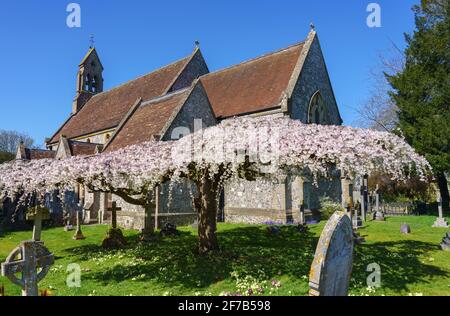 la fleur rose et blanche remplit les branches aplaties d'un arbre sculpté dans un village situé sur le terrain d'une église Banque D'Images