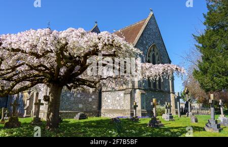 la fleur rose et blanche remplit les branches aplaties d'un arbre sculpté dans un village situé sur le terrain d'une église Banque D'Images