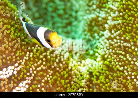 Poisson-clowfish de Panda, Amphiprion polymnus, poisson-clownfish, Anemonefish, Damiégoïste, Lembeh, Sulawesi du Nord, Indonésie, Asie Banque D'Images