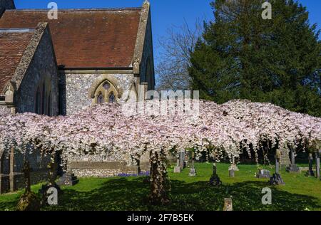 la fleur rose et blanche remplit les branches aplaties d'un arbre sculpté dans un village situé sur le terrain d'une église Banque D'Images