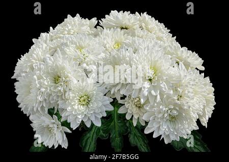 Bouquet de fleurs de chrysanthème blanc sur fond noir. Décor floral naturel - pour des événements heureux ou tristes. À l'est, c'est un signe de bonne chance Banque D'Images