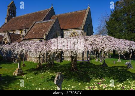 la fleur rose et blanche remplit les branches aplaties d'un arbre sculpté dans un village situé sur le terrain d'une église Banque D'Images