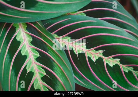 Maranta leuconeura, usine de prière gros plan. Texture des feuilles bicolores. Plantes de maison tropicales. Texture des feuilles vertes abstraites, arrière-plan de la nature. Banque D'Images