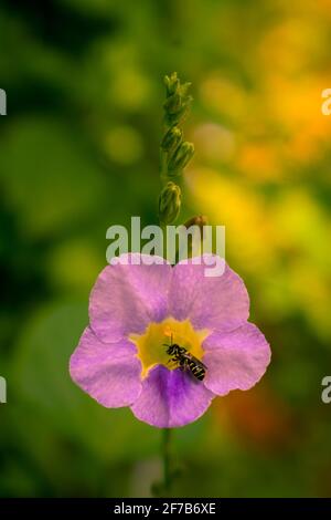 Fleur rose clair avec petite abeille dessus Banque D'Images