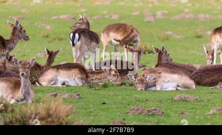 Cerfs de Virginie (dama dama) femelles (doe), se reposant dans l'herbe, Allemagne Banque D'Images