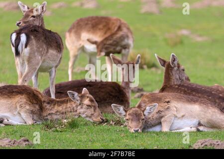 Cerfs de Virginie (dama dama) femelles (doe), se reposant dans l'herbe, Allemagne Banque D'Images