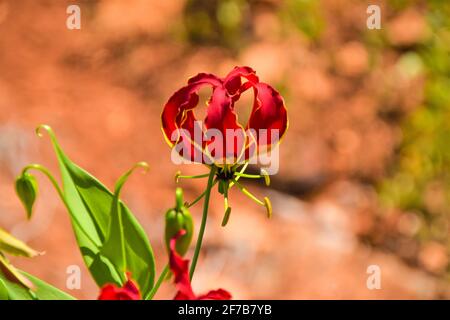 Une fleur de nénuphars, Gloriosa superba, au Zimbabwe. Banque D'Images
