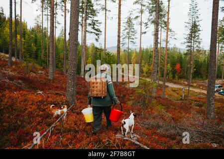 Vue arrière d'une femme avec des chiens marchant dans la forêt Banque D'Images