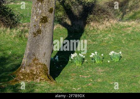 Arbre avec jonquilles au printemps Banque D'Images