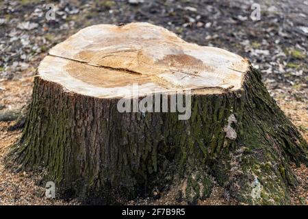 bosse d'arbre enflé dans le parc en gros plan. Photo de haute qualité Banque D'Images