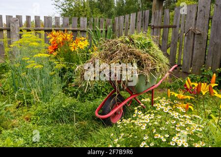 Le chariot de jardin est rempli d'herbe coupée. Nettoyage des mauvaises herbes et des herbes dans le jardin. Banque D'Images