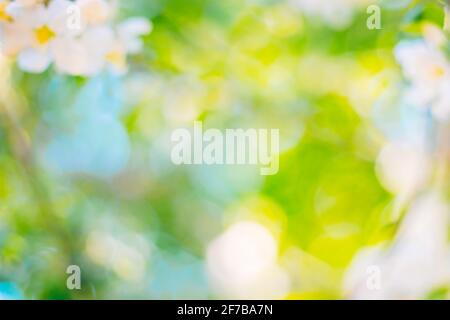 Image d'arrière-plan floue d'arbre fruitier de printemps sur ensoleillé fond ciel Banque D'Images