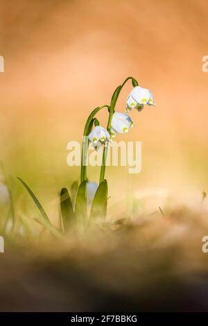 Gros plan d'un tas de flocons de neige (Leucojum vernum) dans la vallée de la Poenztal. Banque D'Images