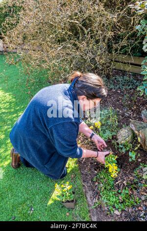 Femme plantant des cowslips, Primula veris, en bordure de fleur. Banque D'Images