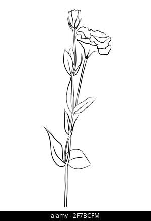 Illustration vectorielle d'une fleur de carnation. Style Doodle. Convient pour la conception, l'impression, la décoration, les textiles, le papier et les colorants. Illustration de Vecteur