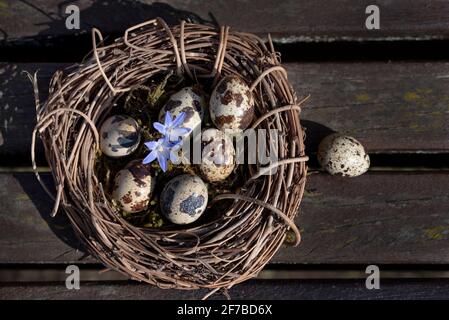 Dans une couronne tissée de branches de saule il y a la caille des oeufs et une fleur sur des planches en bois et sont photographiés par le haut Banque D'Images