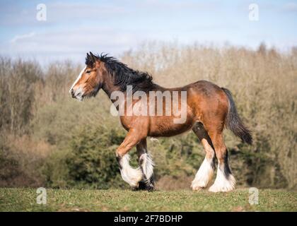 Grande forte baie jeune irlandais gitsey rafle cheval shire foal debout fier dans le soleil campagne champ de paddock établissant le ciel bleu et l'herbe verte. Banque D'Images