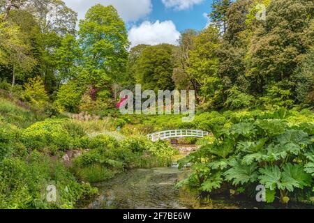 Mallard Pool au centre de Trebah Garden, Cornwall, Angleterre, Royaume-Uni Banque D'Images