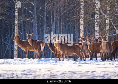 Cerf rouge dans la forêt d'hiver, parc national, faune, conservation de la nature. Cervus elaphus par temps froid d'hiver Banque D'Images