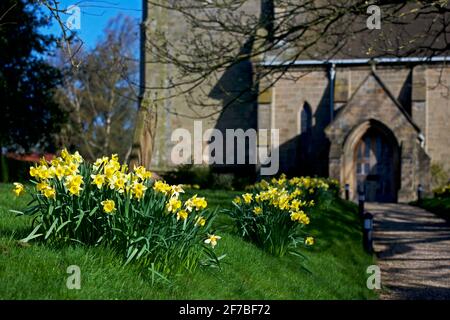 Une exposition de jonquilles printanières dans le cimetière de l'église All Saints dans le village de Lund, East Yorkshire, Angleterre Banque D'Images