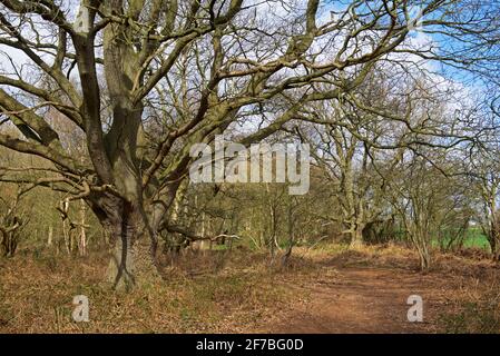 North Cliffe Wood, East Yorkshire, Angleterre, Royaume-Uni Banque D'Images