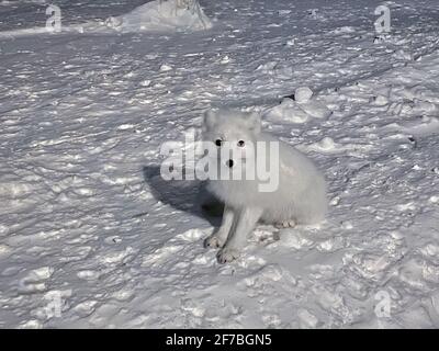 Un renard arctique blanc moelleux aux yeux noirs est assis sur la neige pendant une nuit d'hiver. Animaux sauvages dans la nature. Banque D'Images