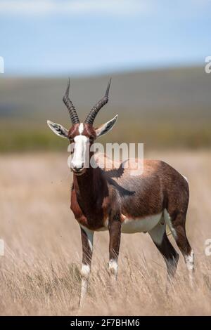 Bontebok (Damaliscus pygargus pygargus), Parc national de Bontebok, Afrique du Sud Banque D'Images