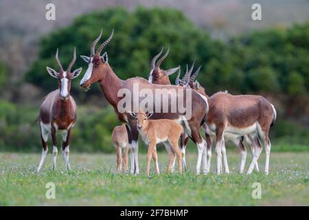 Bontebok (Damaliscus pygargus pygargus), Parc national de la montagne de la Table, Afrique du Sud Banque D'Images