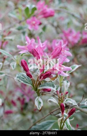 Weigela, Weigela praecox variegata, arbuste à feuilles caduques, feuilles aux bords irréguliers de fleurs rose jaune-jaune-jaune au printemps Banque D'Images