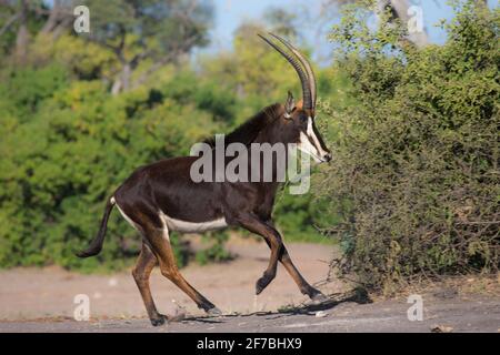 Sable (Hippotragus niger), parc national de Chobe, Botswana Banque D'Images