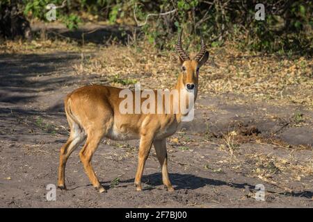 Puku (Kobus vardonii) homme, parc national de Chobe, Botswana Banque D'Images