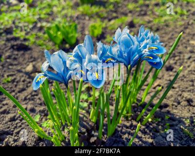 Beau fond de printemps avec gros plan d'un groupe de fleurs de crocus sur un pré: Joli groupe de crocus pourpre sous le soleil brillant dans spr Banque D'Images