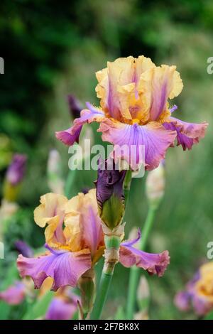 Iris germanica 'Carnaby'. Iris À Barbe Élevée « Carnaby » Banque D'Images