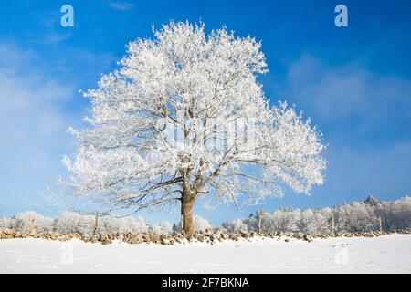 Tilleul, tilleul, tilleul (Tilia spec.), tilleul recouvert de neige près de Couvent dans la Valle de traverse, Neuenburger Jura, Suisse Banque D'Images