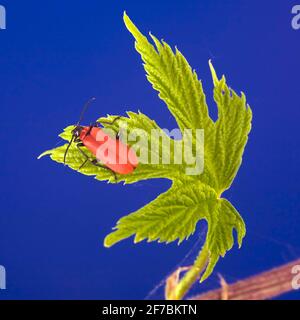 Le scarabée du feu, le cardinal (Pyrochroma coccinea), se trouve sur une feuille, en Autriche Banque D'Images