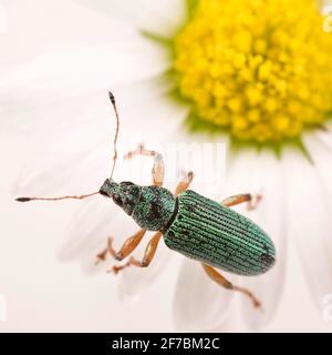 Le charançon à nez large (Polydrusus formosus, Polydrusus sericeus), se trouve sur une Marguerite, en Autriche Banque D'Images