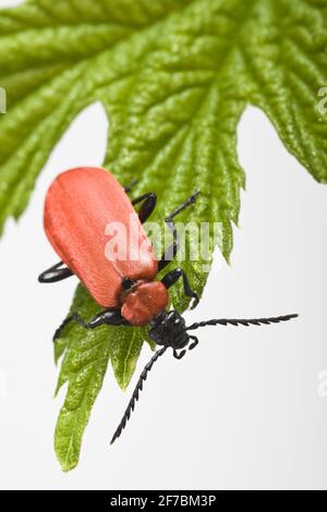 Le scarabée du feu, le cardinal (Pyrochroma coccinea), se trouve sur une feuille, en Autriche Banque D'Images