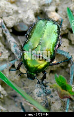 Roseraie (Cetonia aurata), au sol, Autriche Banque D'Images