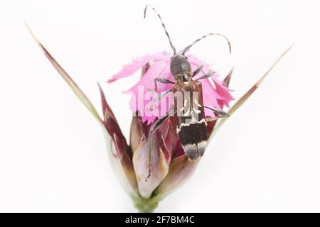 Le longicorne gris (Anaglyptus mysticus), se trouve sur une fleur, en Autriche Banque D'Images