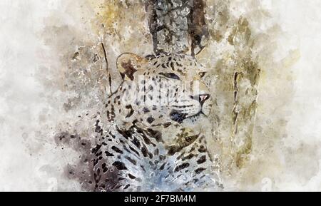 Aquarelle, danger, puissant léopard au repos, mammifère sauvage avec peau de tache Banque D'Images