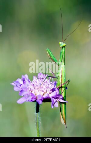 La mante religieuse européenne (Mantis religiosa), se trouve sur un terrain scabieux, Knautia arvensis, Autriche Banque D'Images