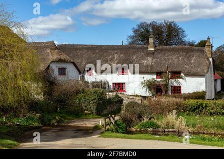 Devon Cottage, Devon, Angleterre, toit de chaume, parterre à fleurs, Maison, Architecture, Beauté dans la nature, structure construite, cultures, Horizontal, idyllique, Banque D'Images