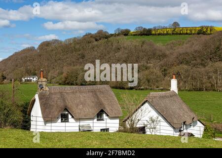 Devon Cottage, Devon, Angleterre, toit de chaume, parterre à fleurs, Maison, Architecture, Beauté dans la nature, structure construite, cultures, Horizontal, idyllique, Banque D'Images