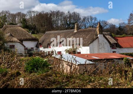 Devon Cottage, Devon, Angleterre, toit de chaume, parterre à fleurs, Maison, Architecture, Beauté dans la nature, structure construite, cultures, Horizontal, idyllique, Banque D'Images