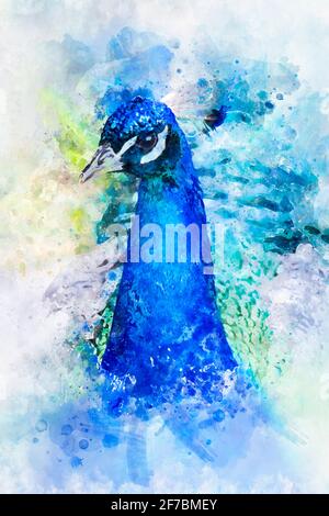Aquarelle, magnifique paon bleu profond Banque D'Images